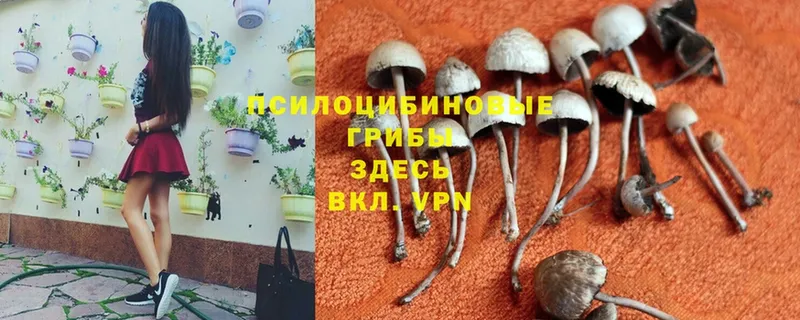 Галлюциногенные грибы мухоморы Новокузнецк